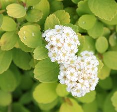 small white flowers with green leaves in the background