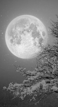 the full moon shines brightly in black and white as it rises above snow - covered trees