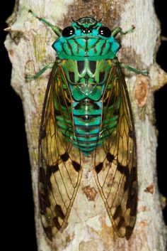 a green and black insect sitting on top of a tree