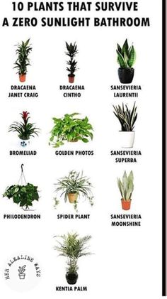 the top ten houseplants that survive a zero sunlight bathroom plant list is shown in black and white