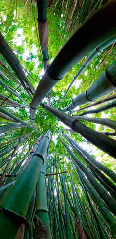 looking up at the top of a bamboo tree