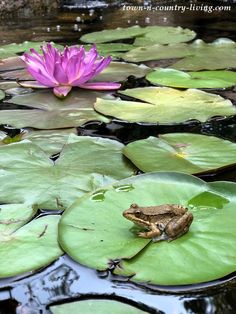 a frog sits on top of lily pads in a pond with water lillies and a pink flower