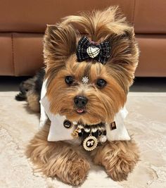 a small brown dog wearing a white shirt and bow tie