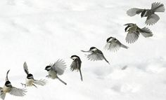 several birds are flying in the snow together