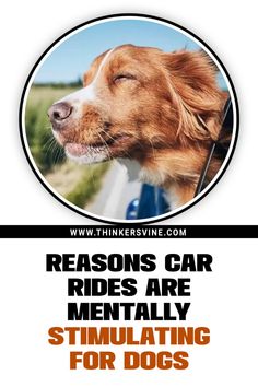 a brown and white dog sitting in the back of a car next to a field