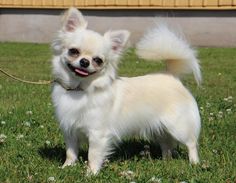 a small white dog standing on top of a lush green grass covered field next to a building