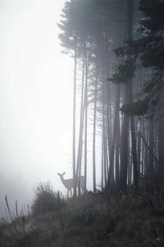 a deer standing in the middle of a forest on a foggy day