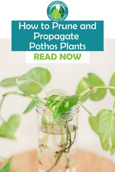 a plant in a mason jar with the title how to prune and propagate pothos plants read now