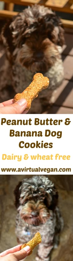 a person holding a dog bone in their hand with the text peanut butter and banana dog cookies dairy & wheat free