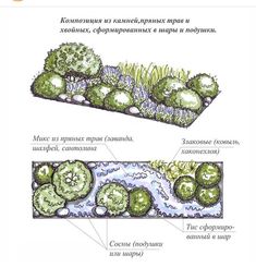 an image of different types of plants in the garden and how they are used to grow them