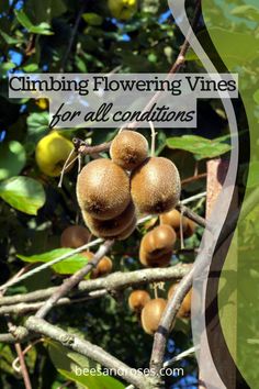 some fruit hanging from a tree with the words climbing flowering vines for all conditions on it