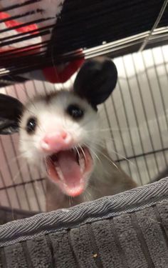 an animal in a cage with its mouth open