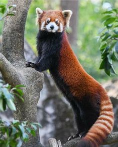 a red panda standing on top of a tree branch with its paws in the air