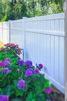 purple flowers line the side of a white fence