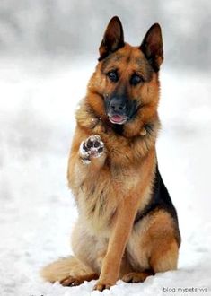 a german shepard dog sitting in the snow with its paw on it's paws