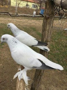 two white birds sitting on top of a wooden post