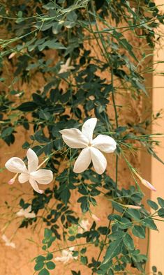 two white flowers are hanging from a plant with green leaves on the wall behind them