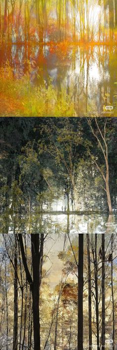 two different views of trees and water in the same area, one with yellow leaves on it