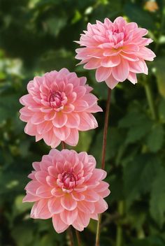 three pink flowers with green leaves in the background