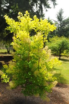 a green bush with yellow flowers in the middle of a park area next to some trees