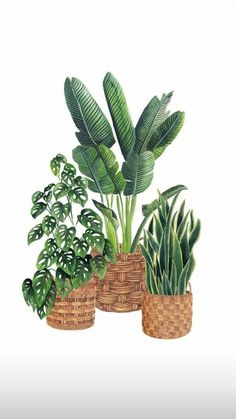 three potted plants in wicker baskets