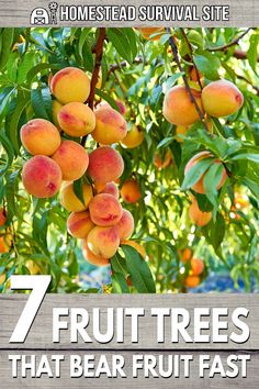 fruit trees with the title 7 fruits that bear fruit fast