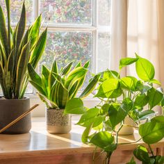 some plants are sitting on a window sill