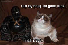 a cat sitting next to a buddha statue