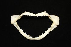 an animal's teeth on a black background with the lower part missing from it