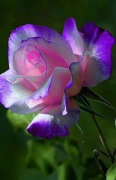 a pink and purple rose is blooming in the sun on a dark background with green leaves