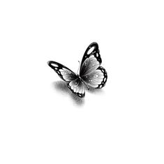 a black and white photo of a butterfly