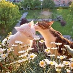 two cats are kissing in the middle of some daisies and one has its eyes closed