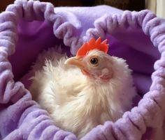 a small white chicken in a purple blanket