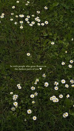 white daisies growing in the grass with a quote written on it that says, be with people they grow from an unknown place