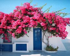 a white house with blue doors and pink flowers on the outside, next to a tree