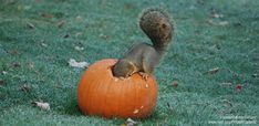 a squirrel sitting on top of a pumpkin with the words happy halloween written above it