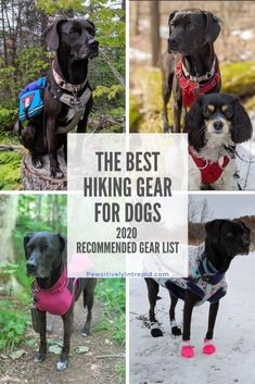 the best hiking gear for dogs that are recommended to hike in and out of the woods