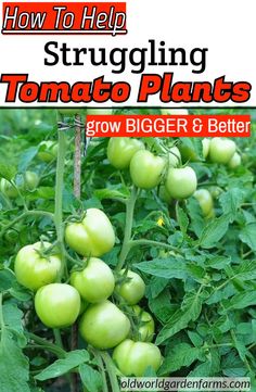 how to help struggling tomato plants grow bigger and better by growing them in the garden