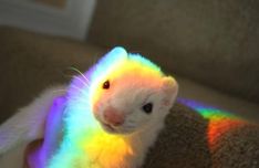 a white and yellow ferret sitting on top of a couch next to a rainbow light