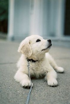 a white dog laying on the ground with a leash around it's neck looking up