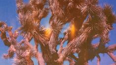 the top of a palm tree against a bright blue sky with sun shining through it