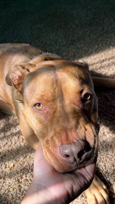 a brown dog laying on top of a carpet next to a persons hand