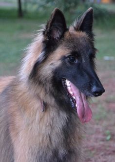 a german shepherd is standing in the grass