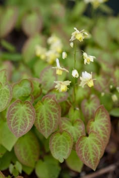 small yellow and green plants with white flowers