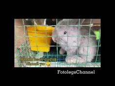 a small rabbit in a cage with the words follleggs channel on it