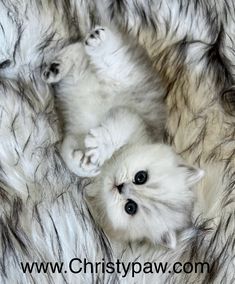 two white kittens are laying down on the fur