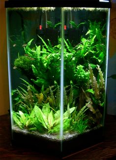 an aquarium filled with green plants on top of a wooden table