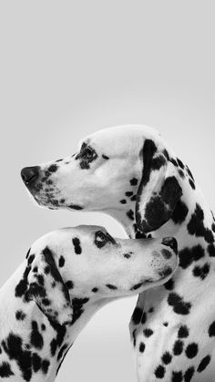 two dalmatian dogs facing each other with their heads turned to look like they are hugging