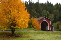 a red and white barn in the middle of trees with yellow leaves on it's branches