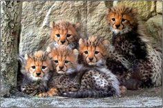 four cheetah cubs are sitting in front of a rock wall and looking at the camera